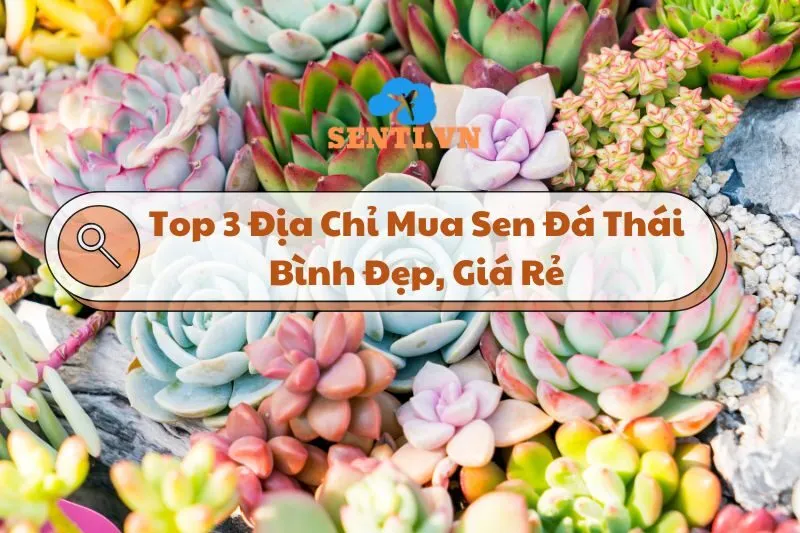 Top 3 Địa Chỉ Mua Sen Đá Thái Bình: Đẹp, Giá Rẻ, Chất Lượng 2024