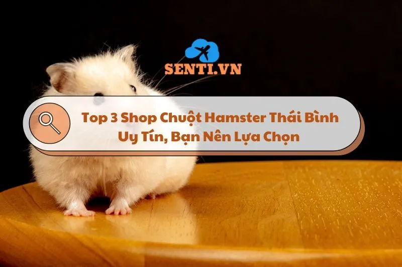 Top 3 Shop Chuột Hamster Thái Bình Uy Tín, Bạn Nên Lựa Chọn Năm 2024